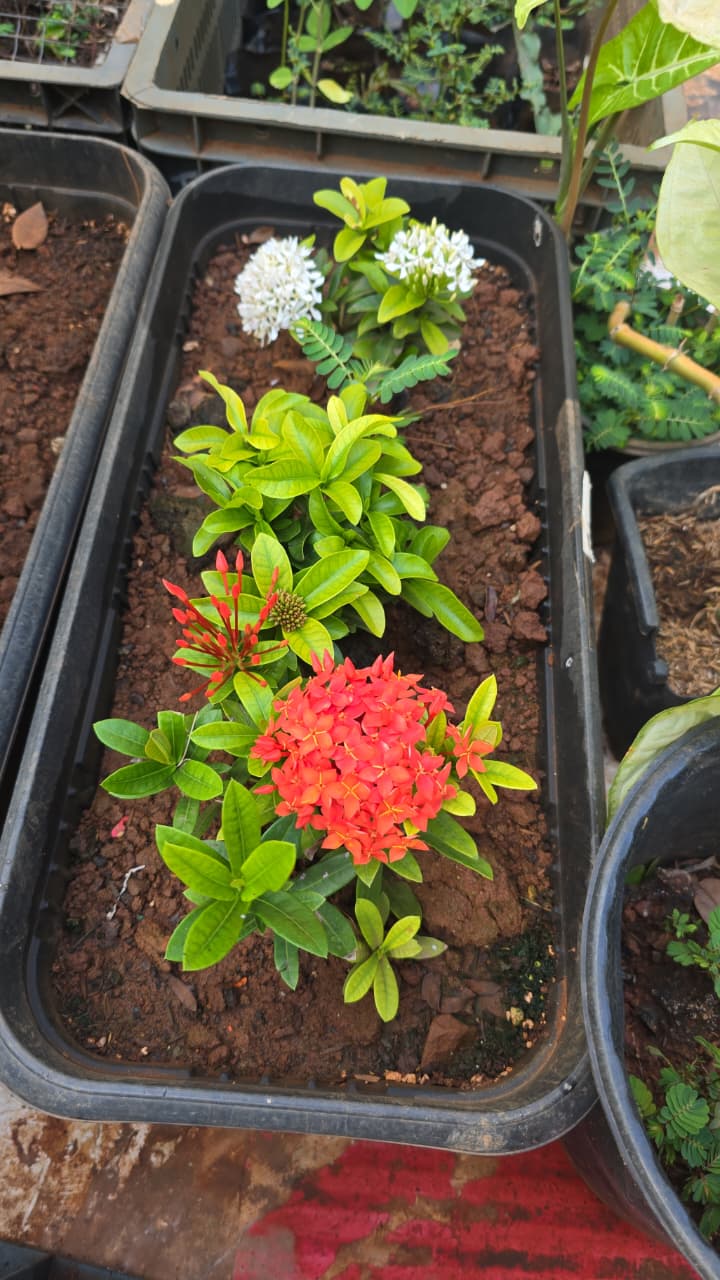 AGROWA nursery photo