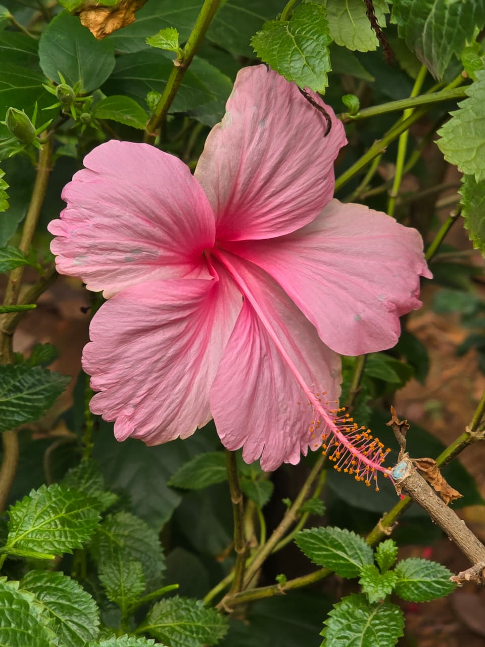 AGROWA nursery photo
