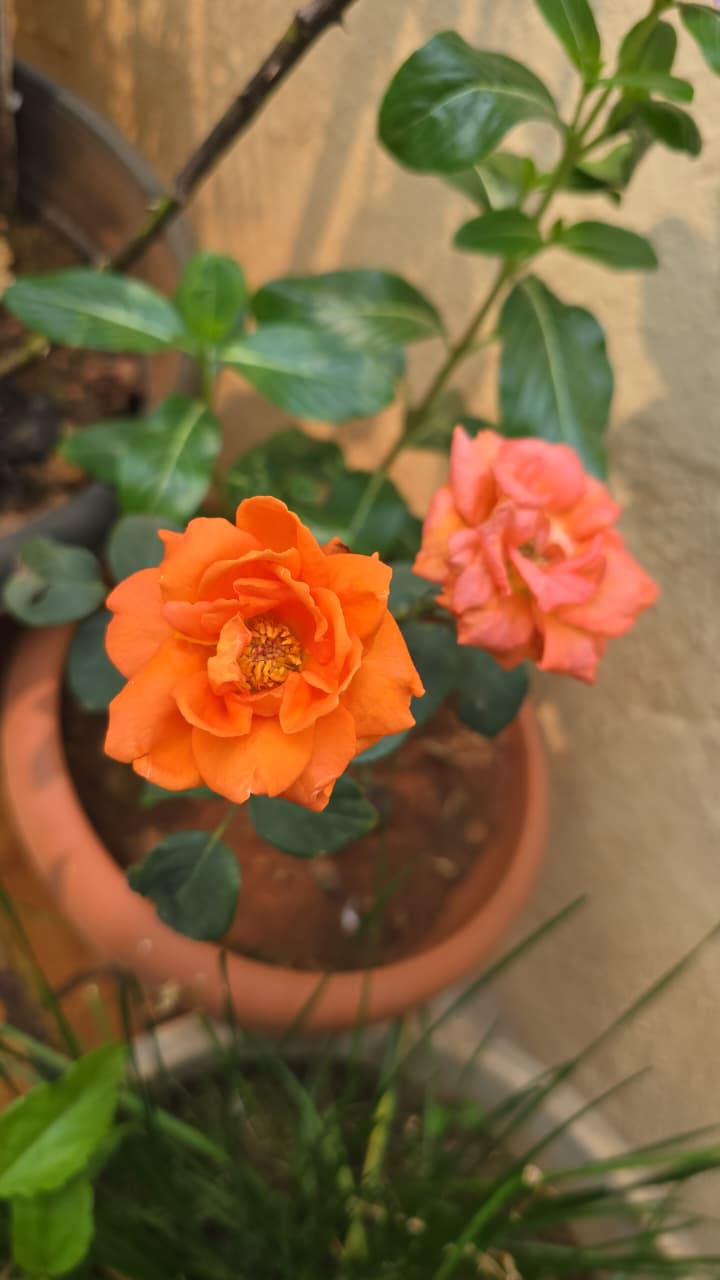 AGROWA nursery photo
